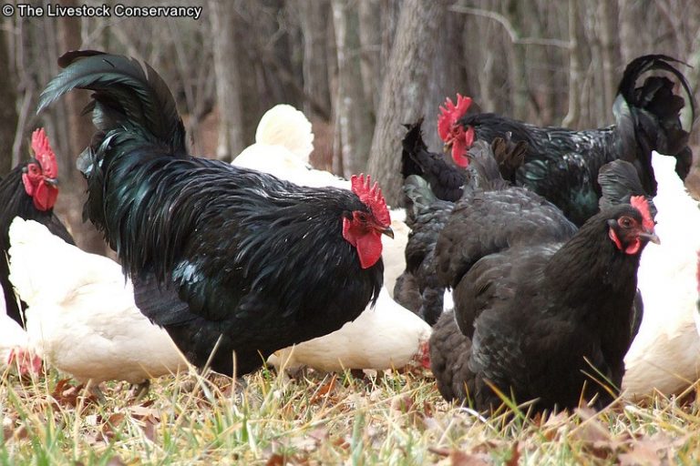 Java Chicken - Breed Profile - Backyard Poultry